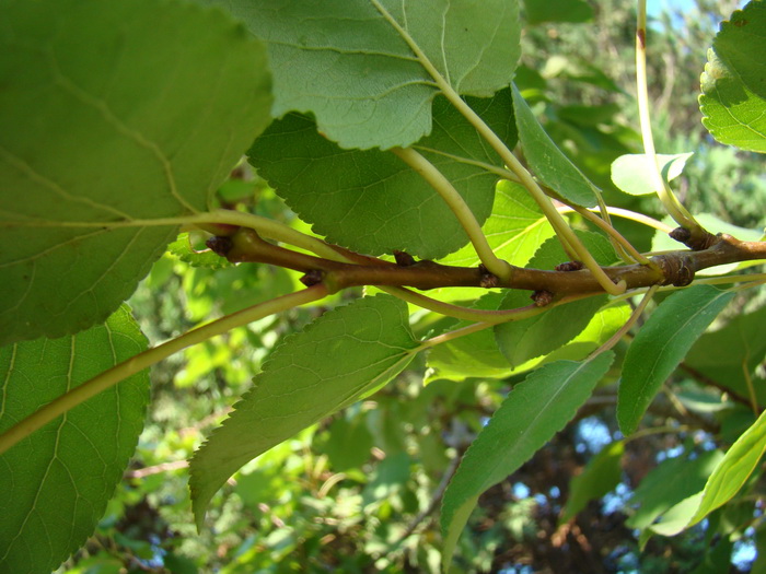 Sviluppo vegetale dell'' albicocco Prunus armeniaca